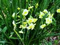 Golden Dawn Narcissus / Narcissus 